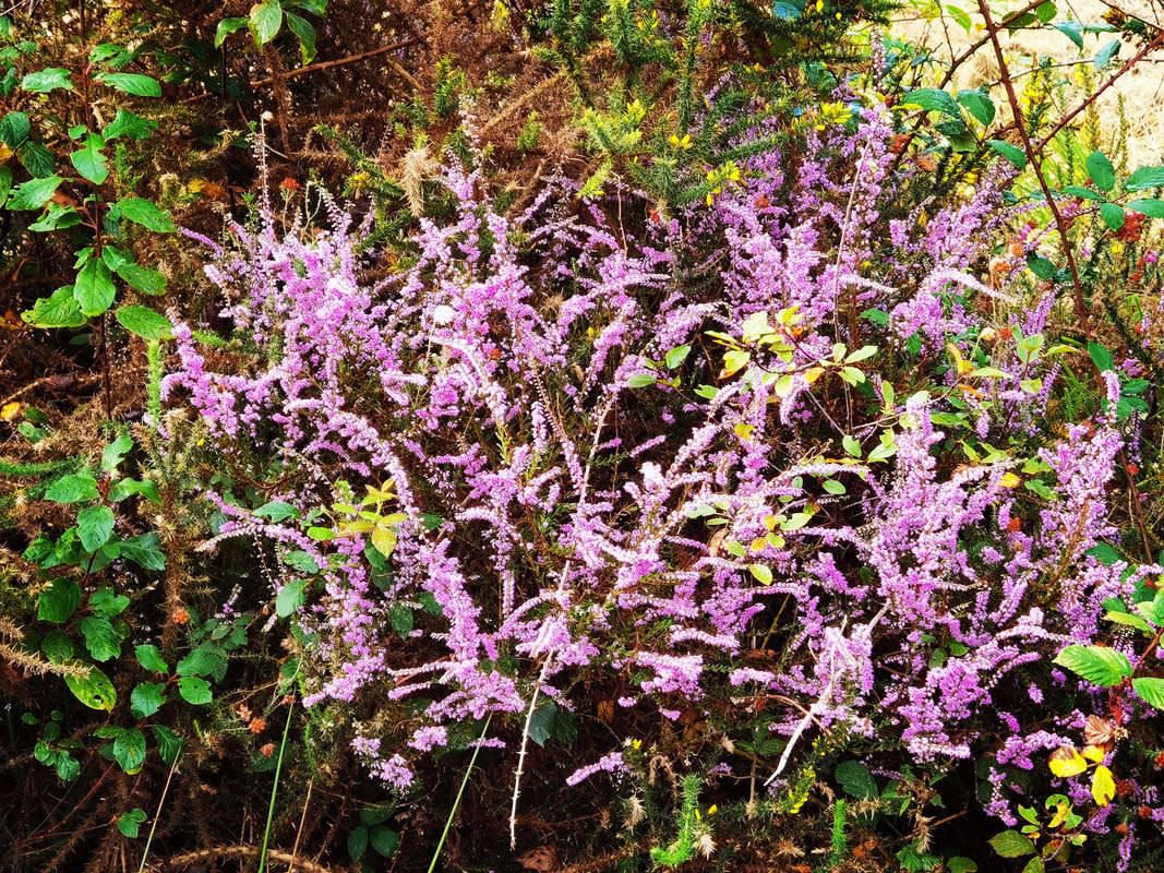 Calluna vulgaris 5
